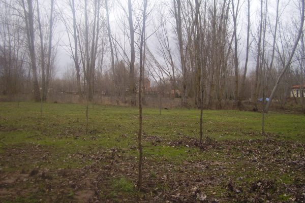 Ingeniería forestal y del medio natural