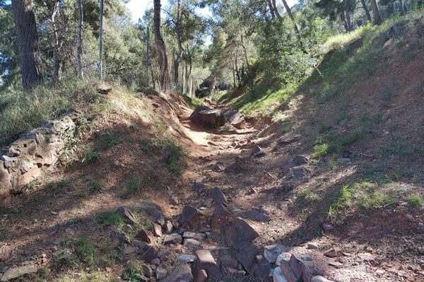 Ingeniería forestal y del medio natural