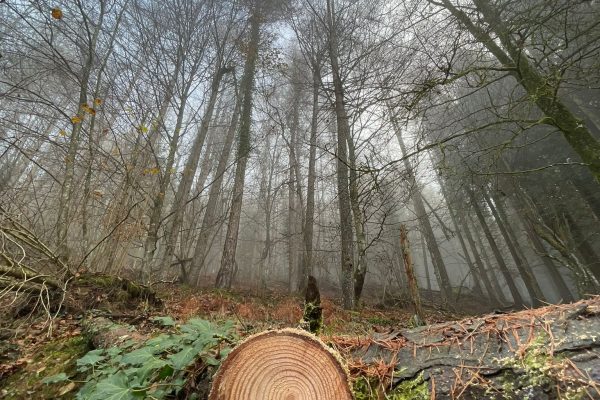 Ingeniería forestal y del medio natural