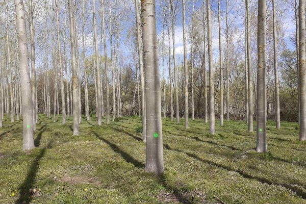 Ingeniería forestal y del medio natural