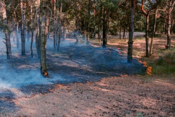 Ingeniería forestal y del medio natural