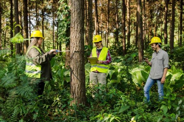 Ingeniería forestal y del medio natural